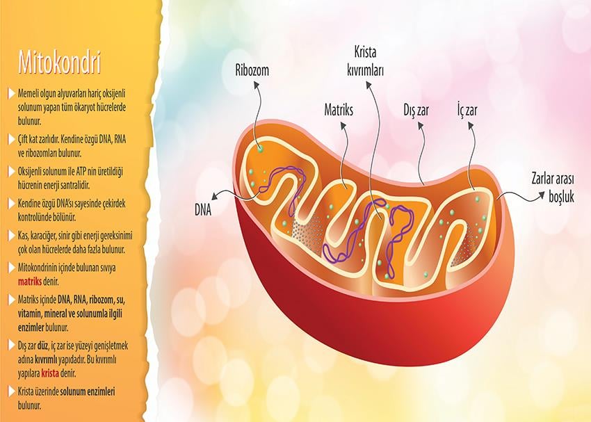 Mitokondri P BİY 41