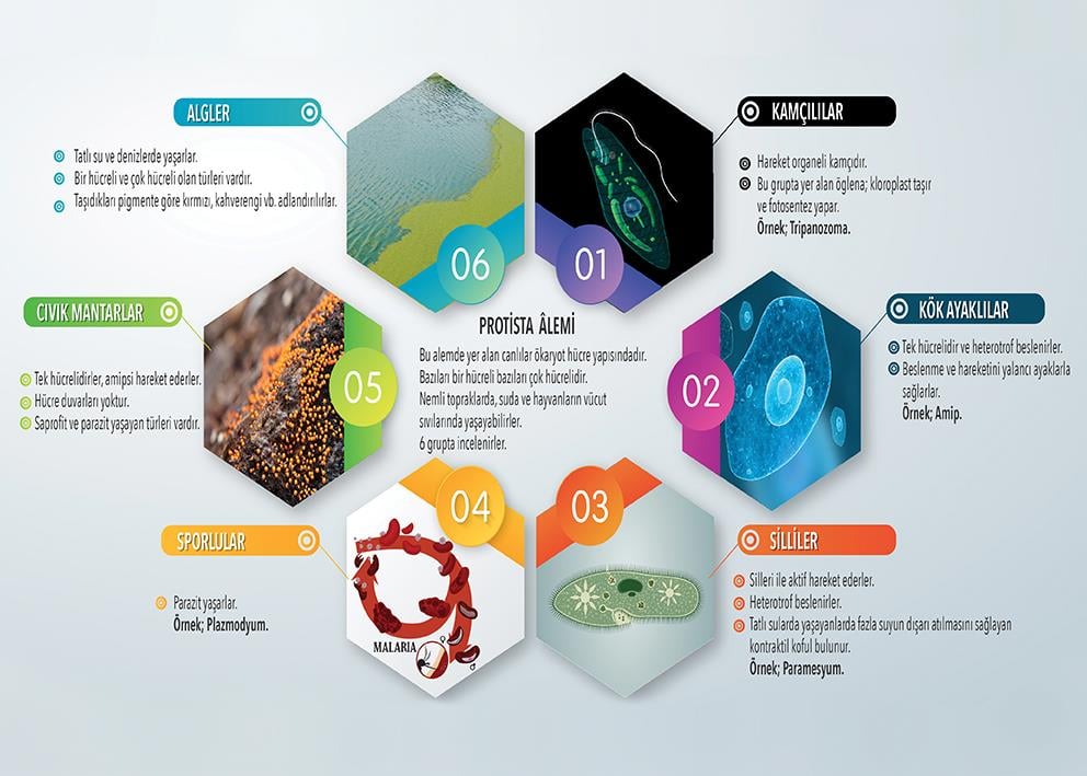 Protista Âlemi P BİY 29