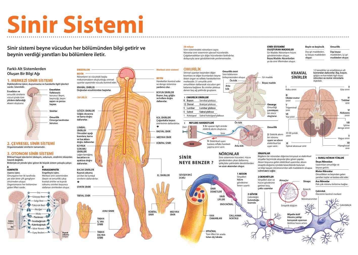 Sinir Sistemi P BİY 03