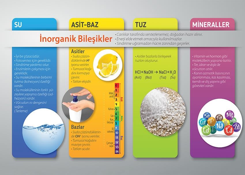 Temel İnorganik Bileşikler P BİY 42