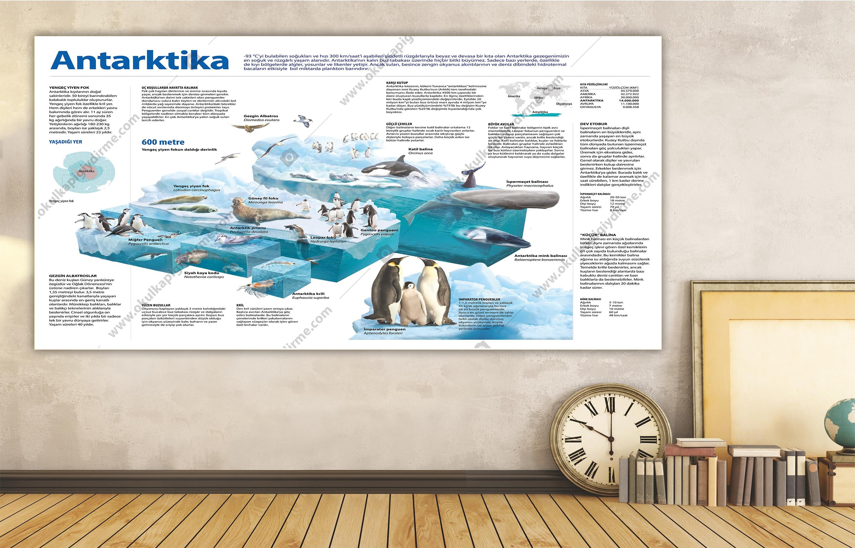 ANTARKTİKA DG COG 12