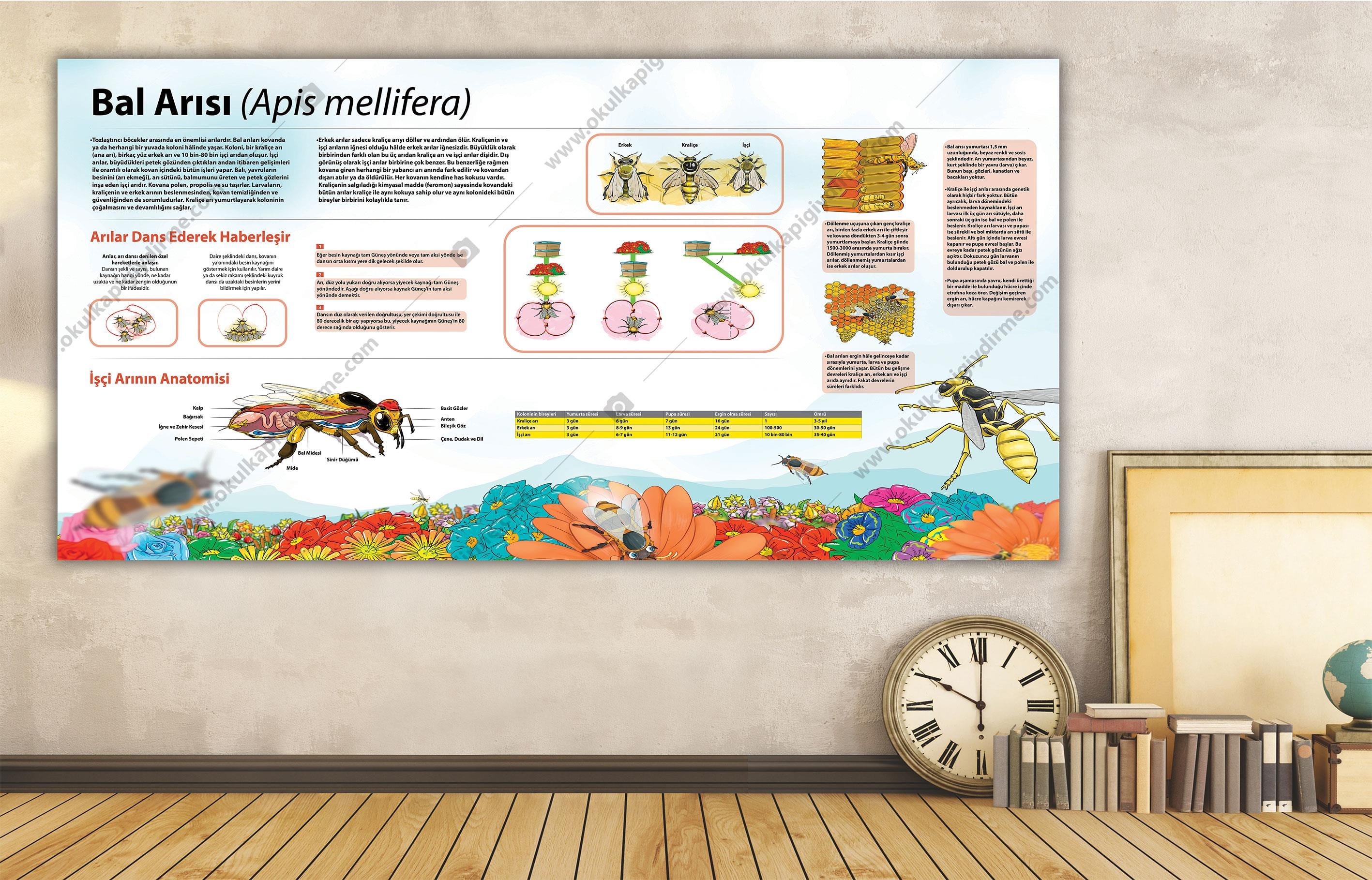 Bal Arısı DG BİY 46