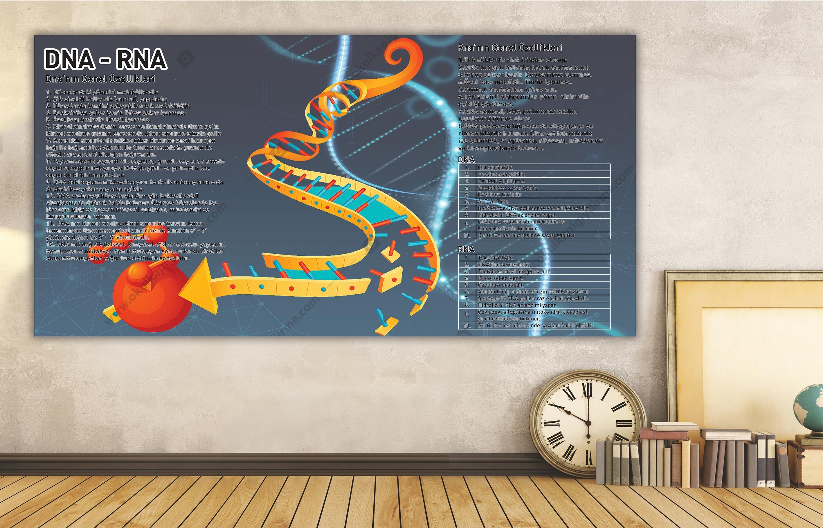 DNA - RNA DG BİY 34