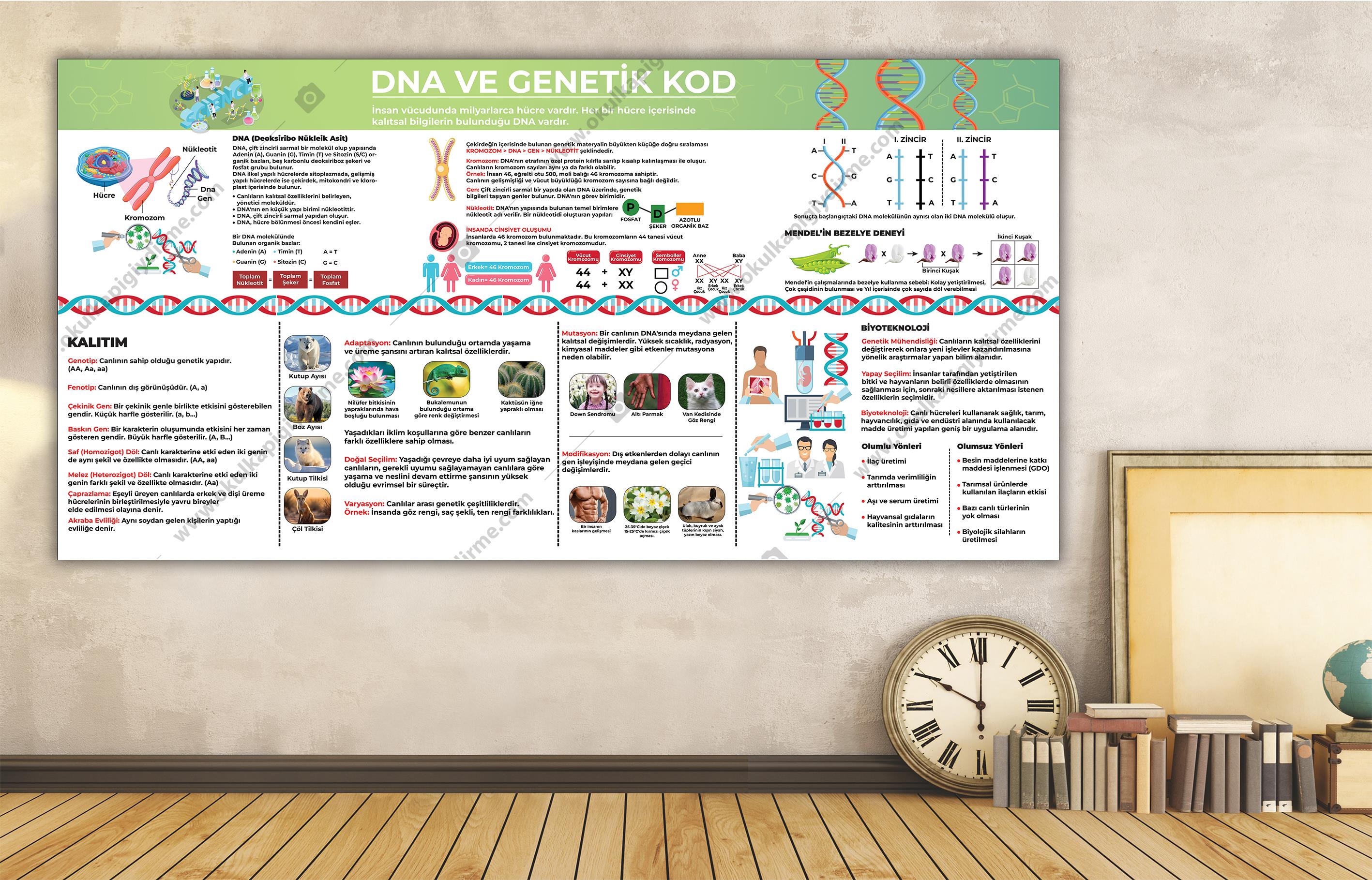 DNA VE GENETİK DG BİY 35