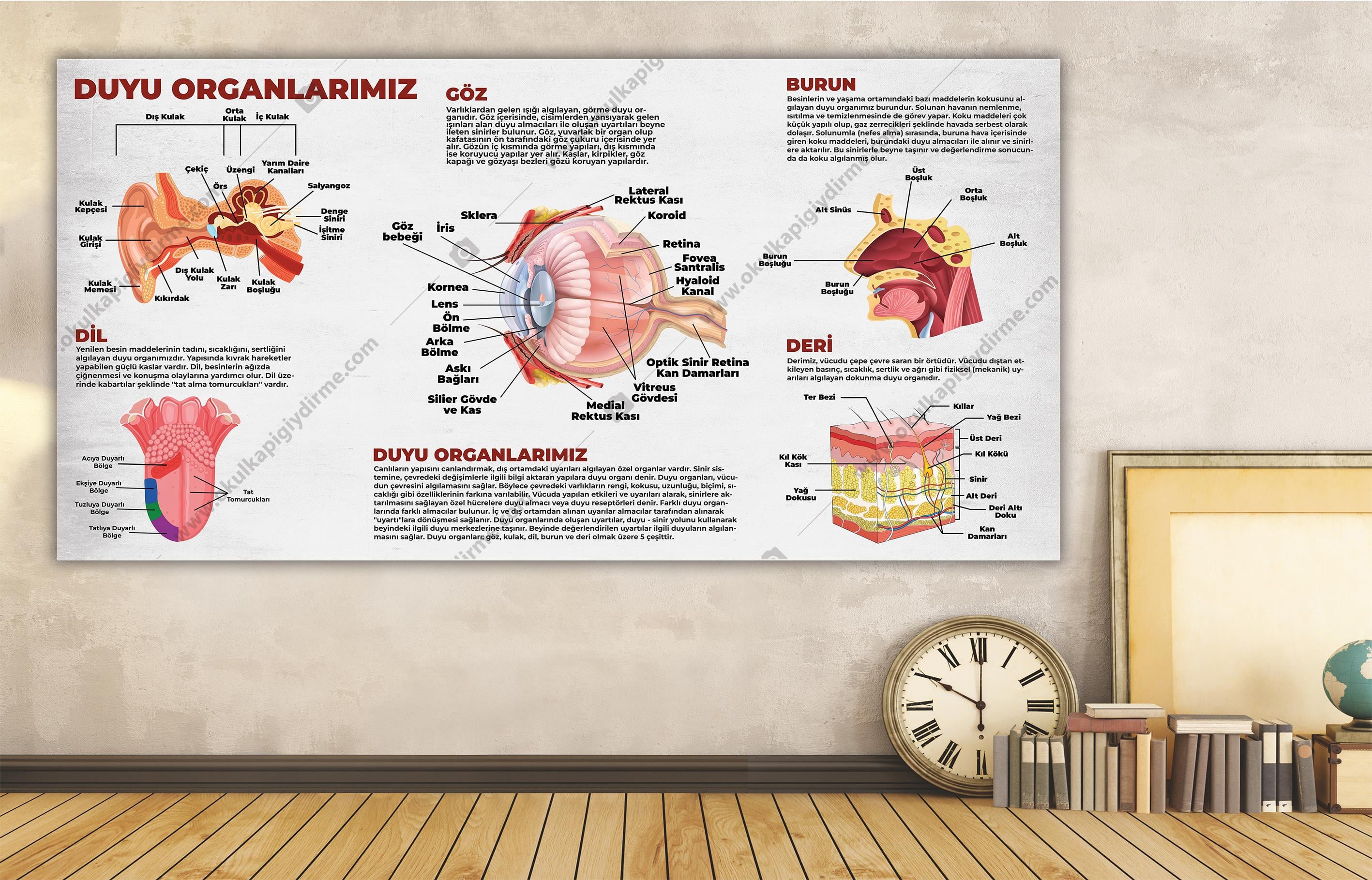 DUYU ORGANLARIMIZ DG BİY 37