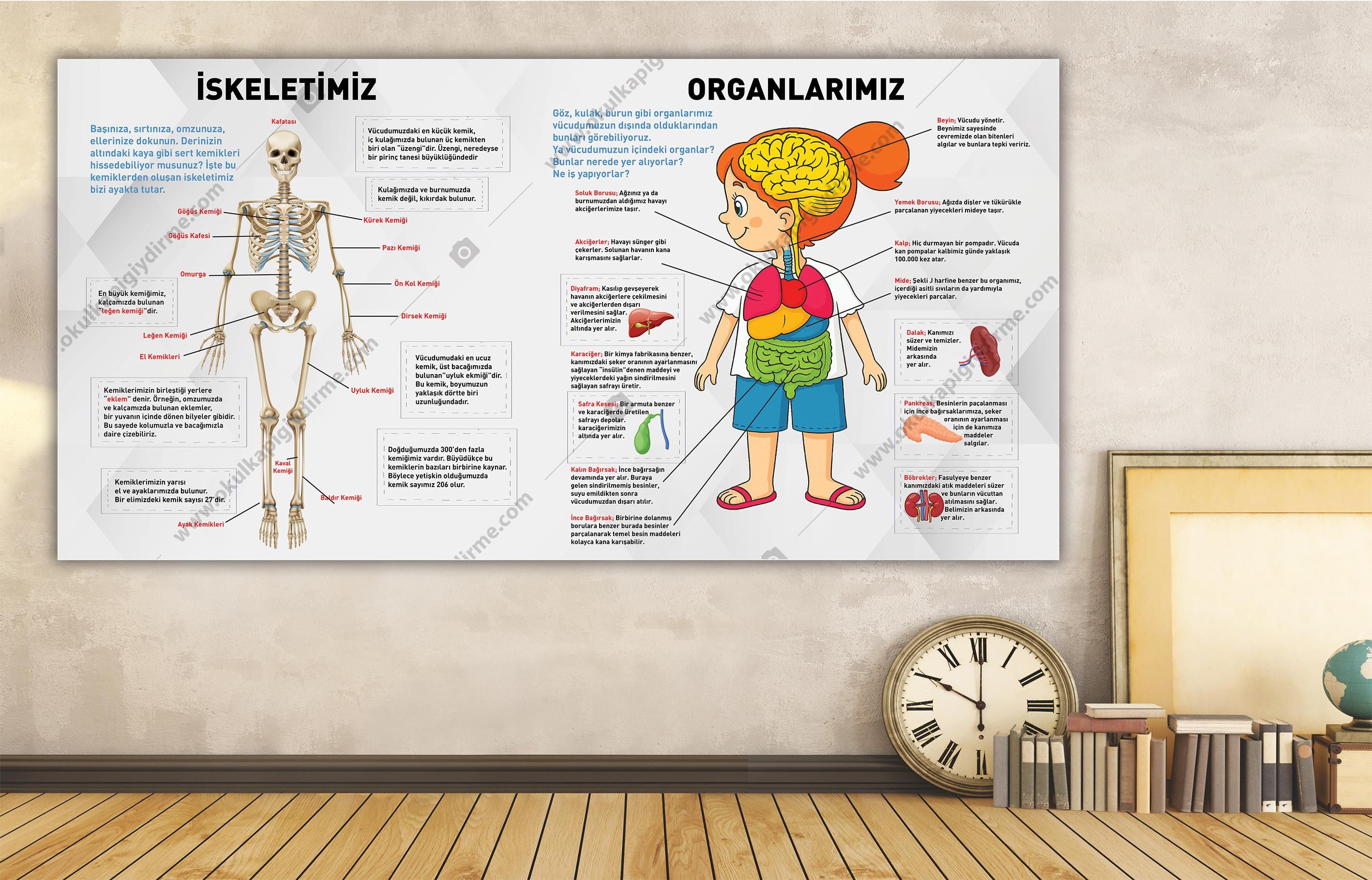 İskeletimiz ve Organlarımız DG BİY 26