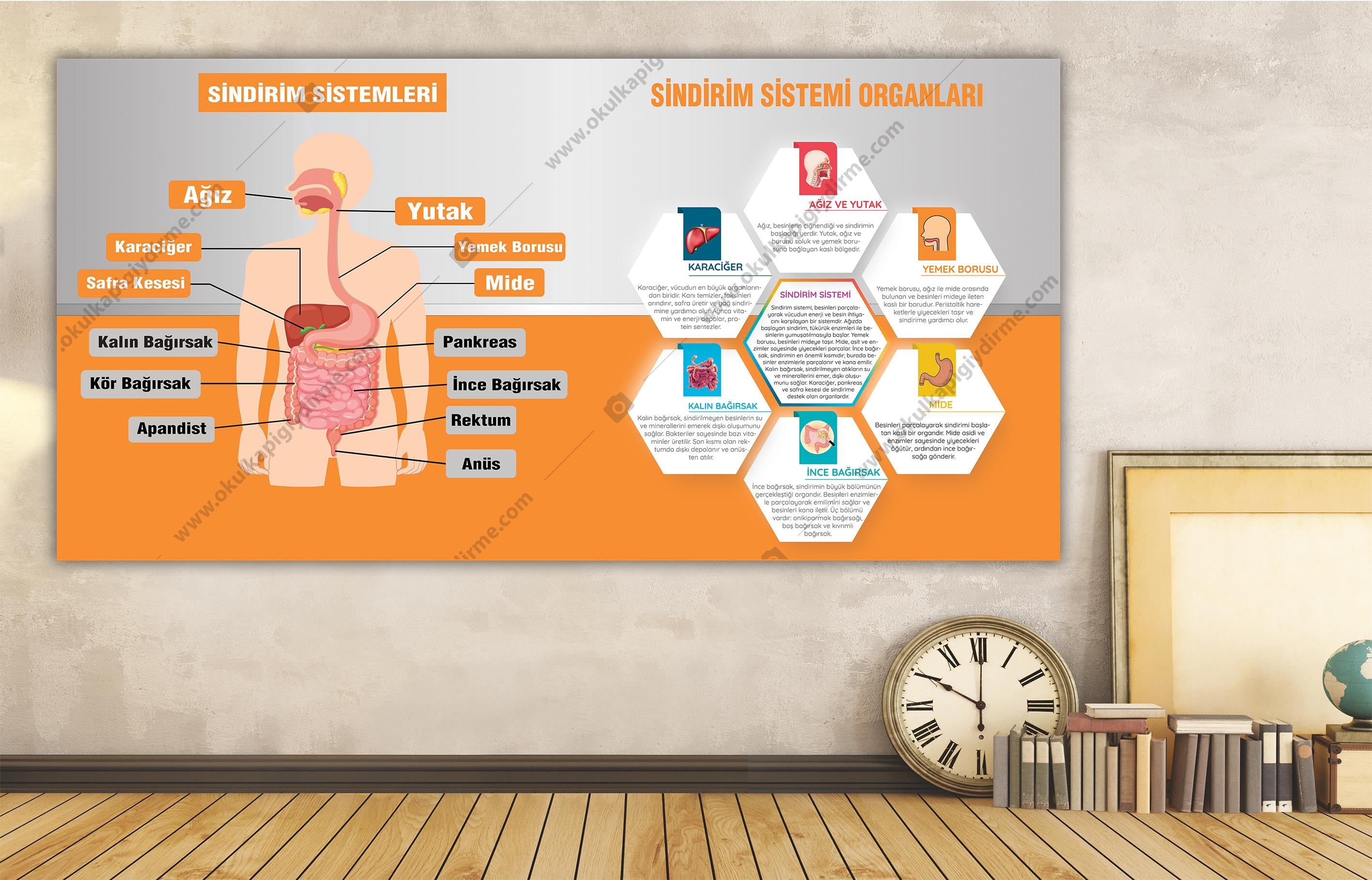 Sindirim Sistemi DG BİY 41