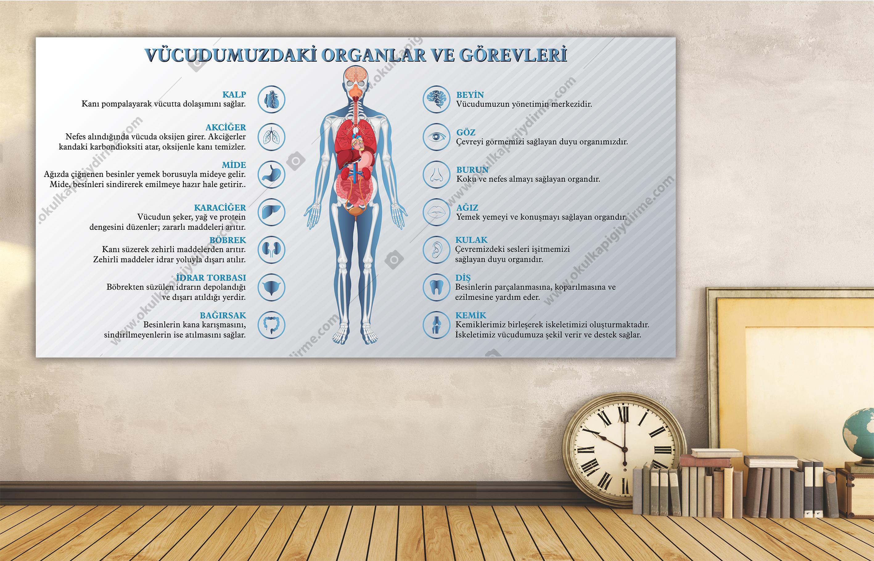 Vücudumuzdaki Organlar ve Görevleri DG BİY 42