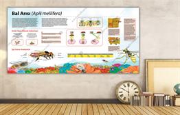 Bal Arısı DG BİY 46