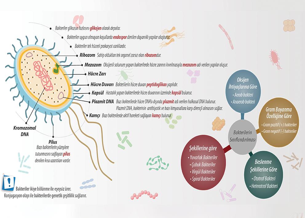Bakteriler Âlemi P BİY 31