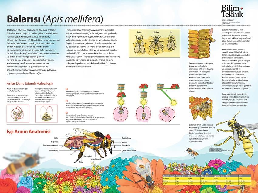 Balarısı P BİY 07