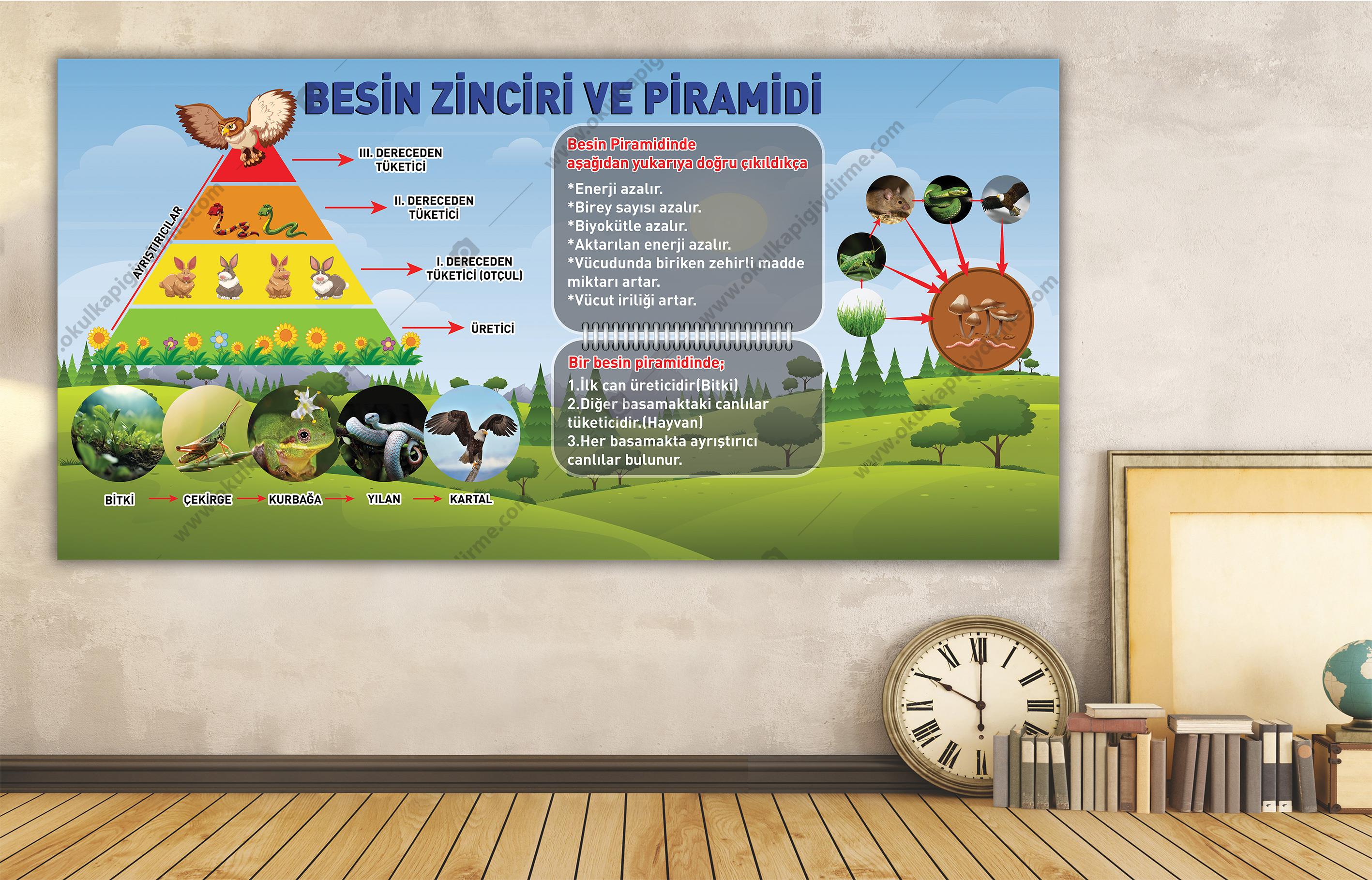 Besin Zinciri ve Piramidi DG YMK 03