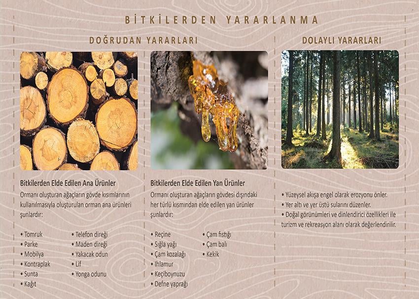 Bitkilerden Yararlanma P COG 21