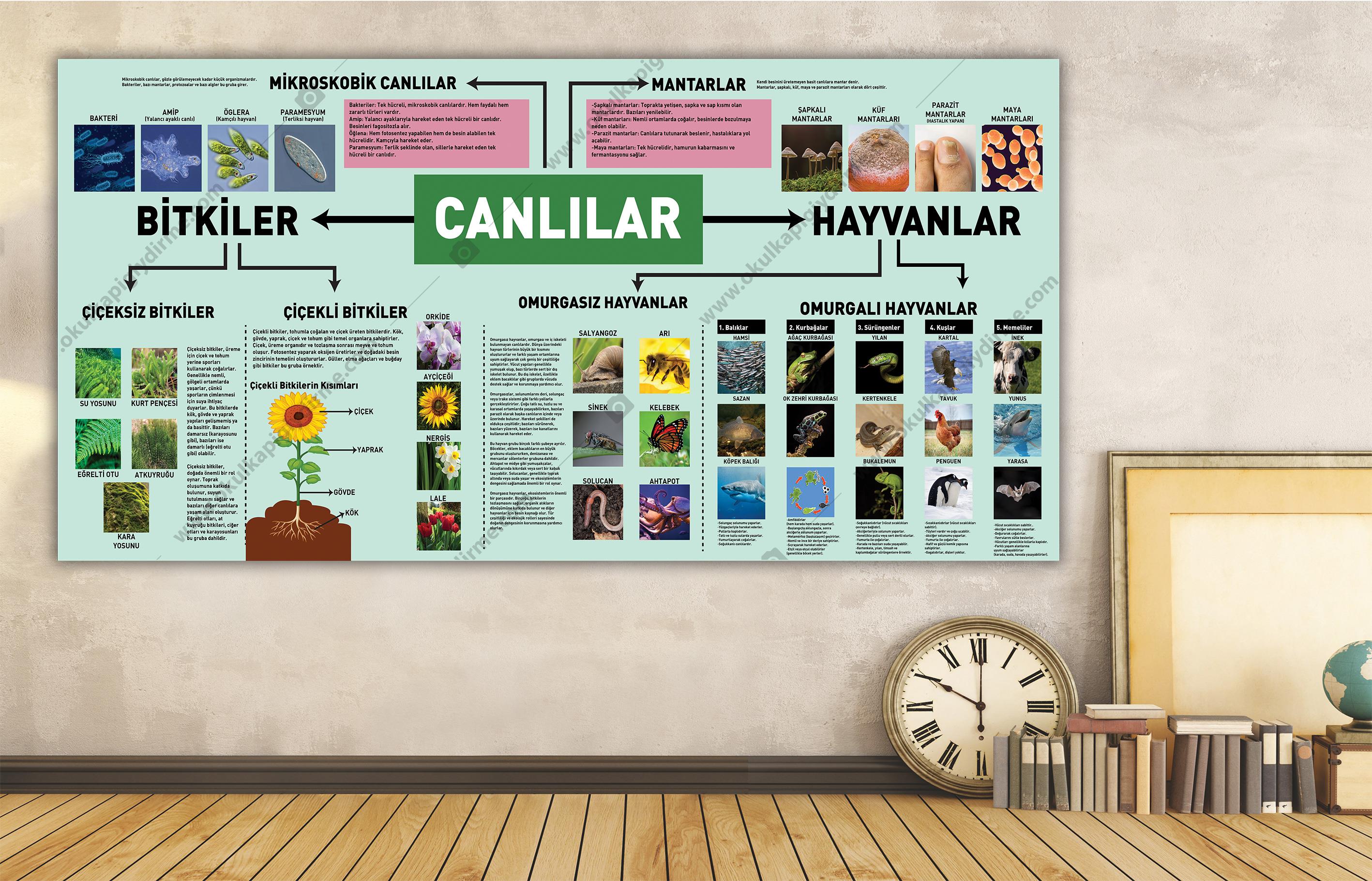 Canlılar DG BİY 19