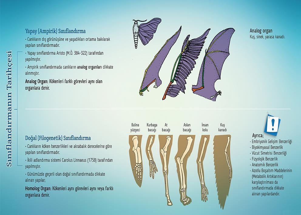 Canlıların Sınıflandırılması P BİY 33