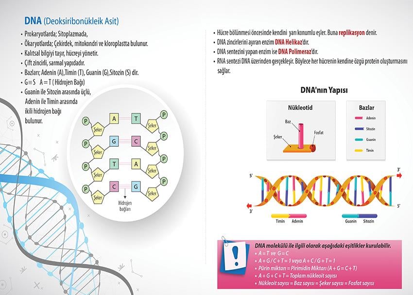 DNA (Deoksiribonükleik Asit) P BİY 43