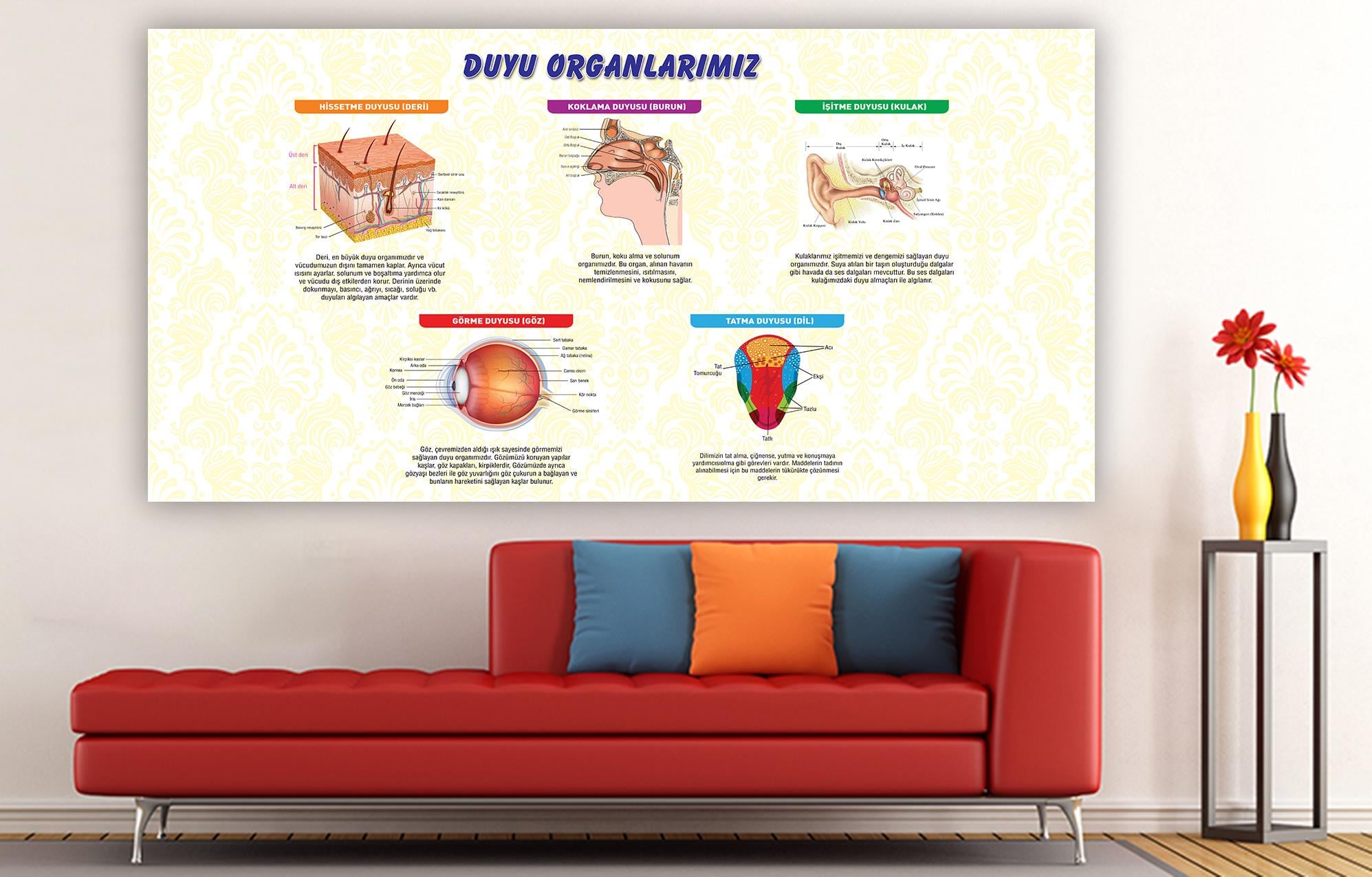 Duvar Giydirme Duyu Organlarımız DG BİY 06
