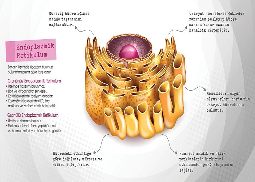 Endoplazmik Retikulum P BİY 45