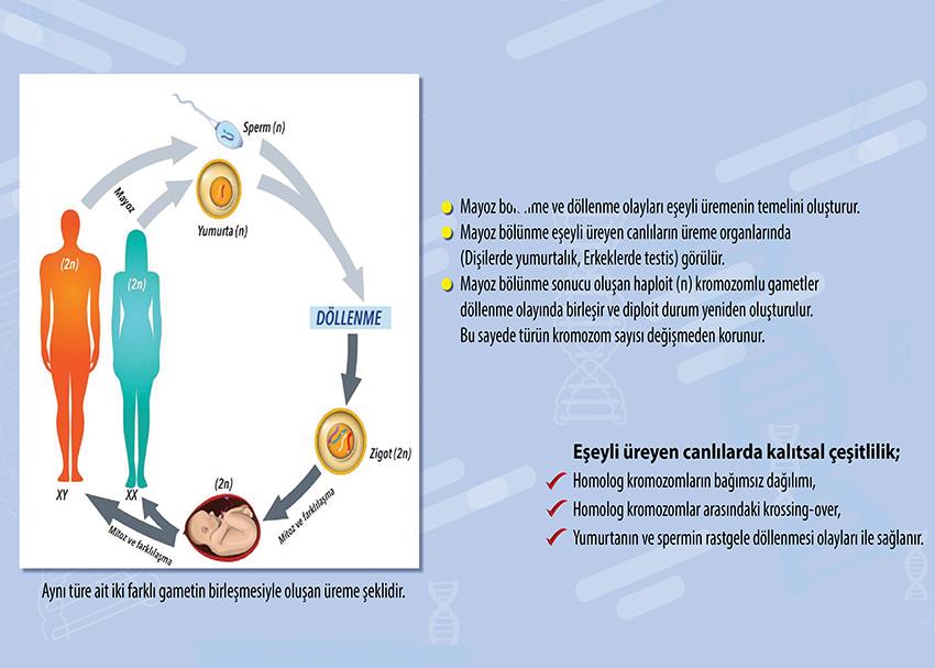 Eşeyli Üreme P BİY 12