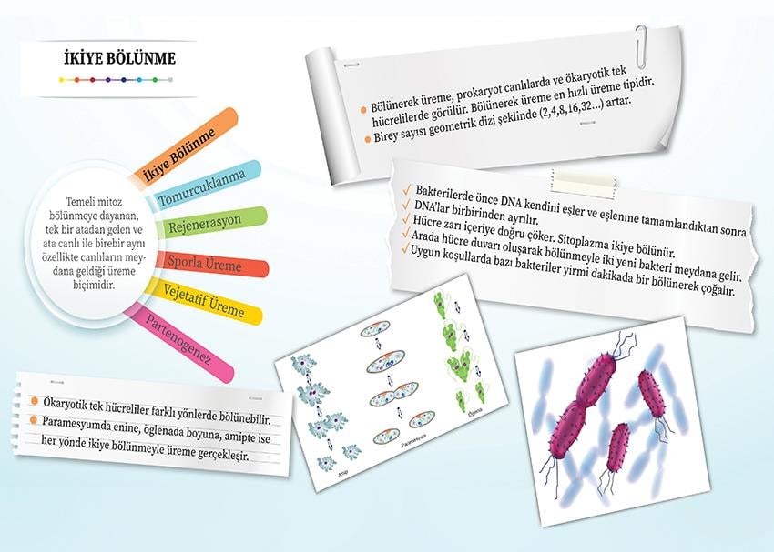 Eşeysiz Üreme Çeşitleri- İkiye Bölünme P BİY 17
