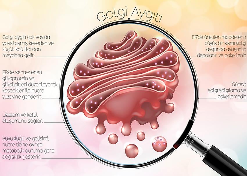 Golgi Aygıtı P BİY 44