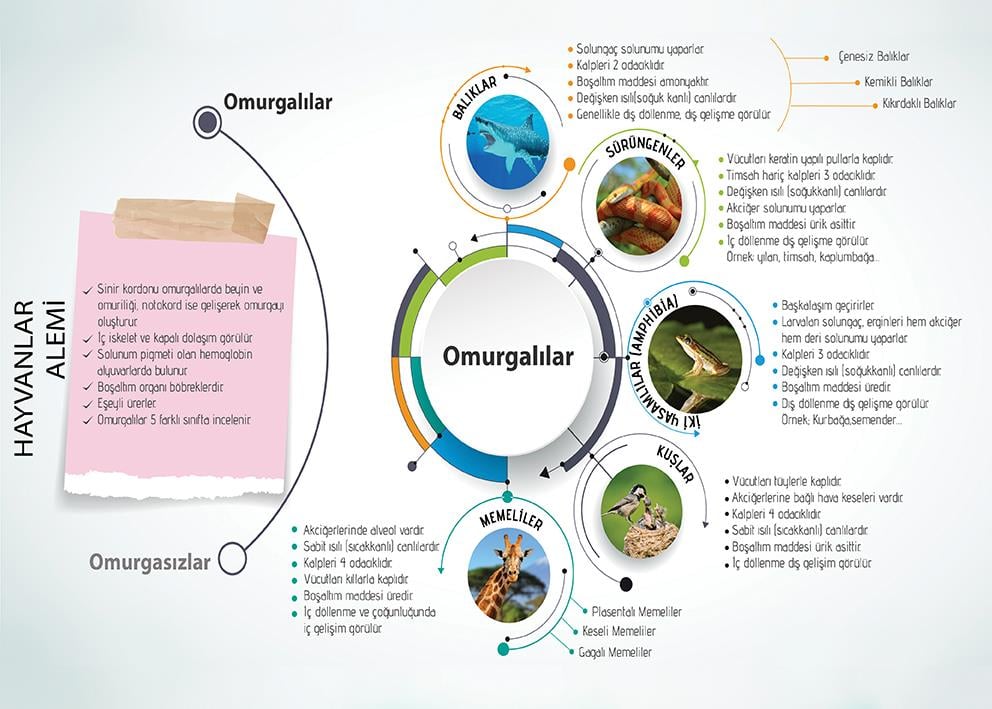 Hayvanlar Âlemi-2 P BİY 25