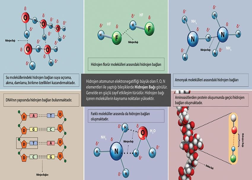 Hidrojen Bağı P KİM 12