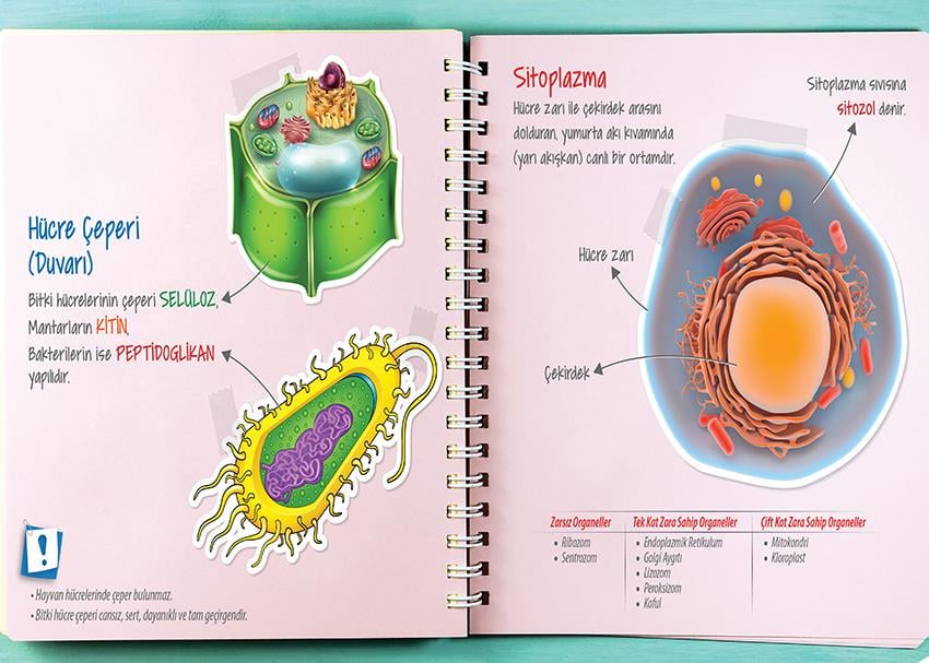 Hücre Çeperi ve Sitoplazma P BİY 47