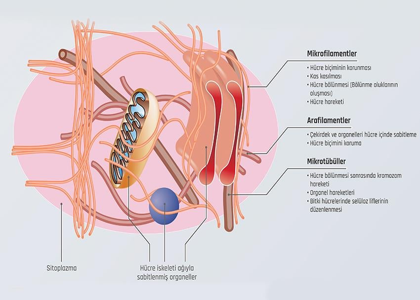 Hücre İskeleti P BİY 36