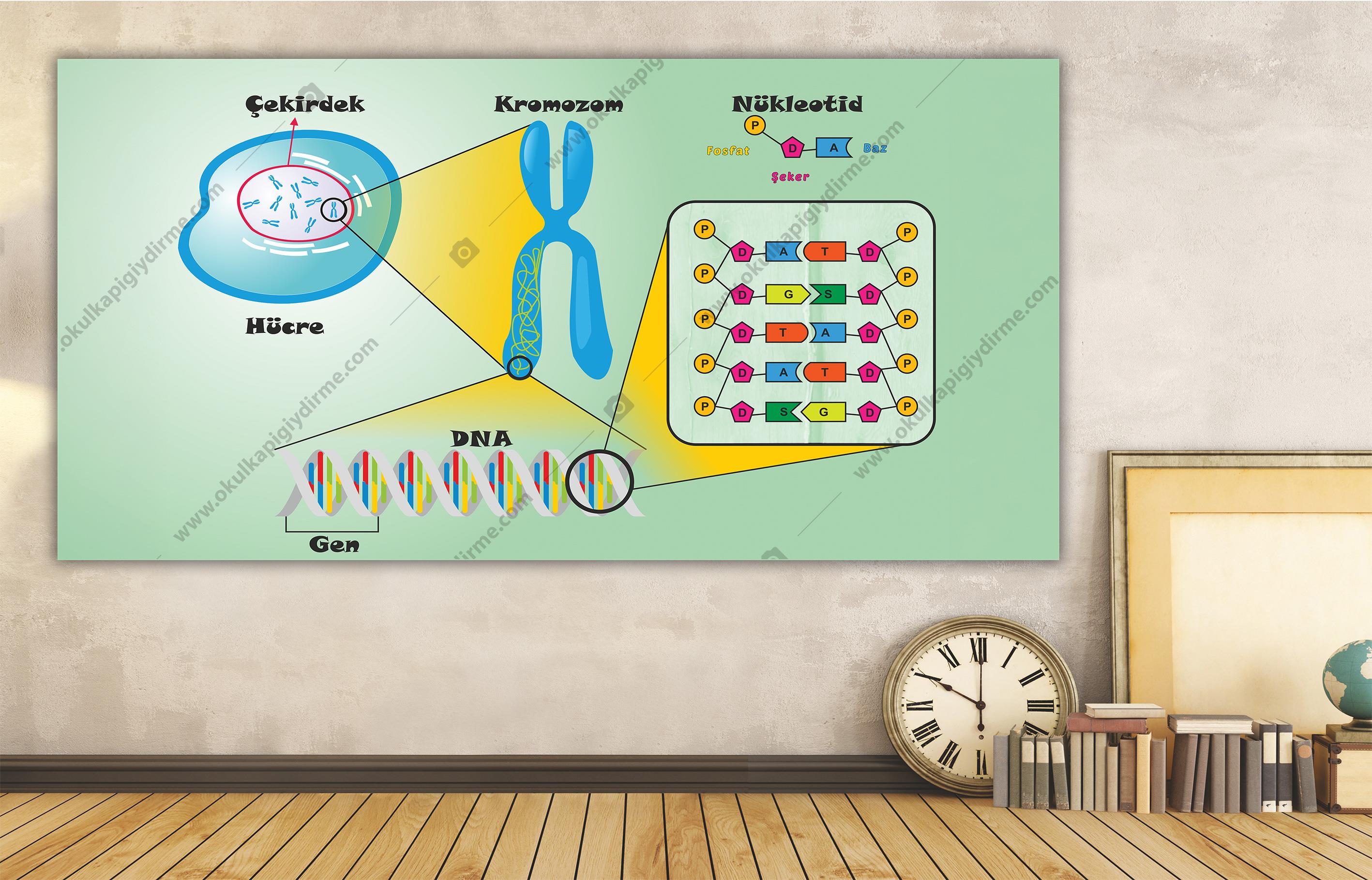 Hücre Kromozom Dna Gen DG BİY 23