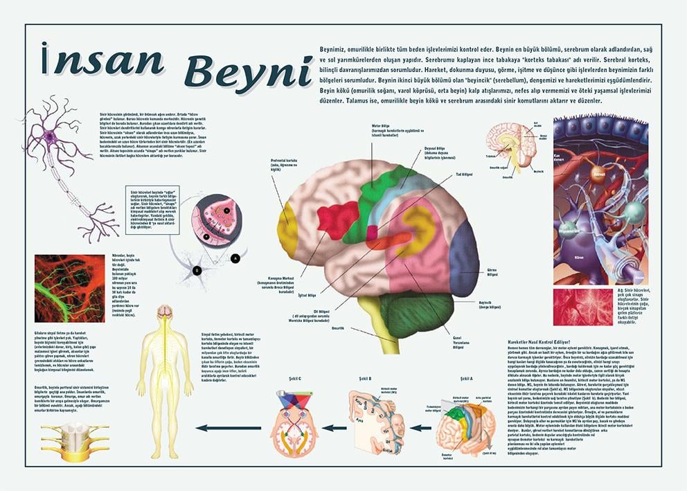 İnsan Beyni P BİY 04