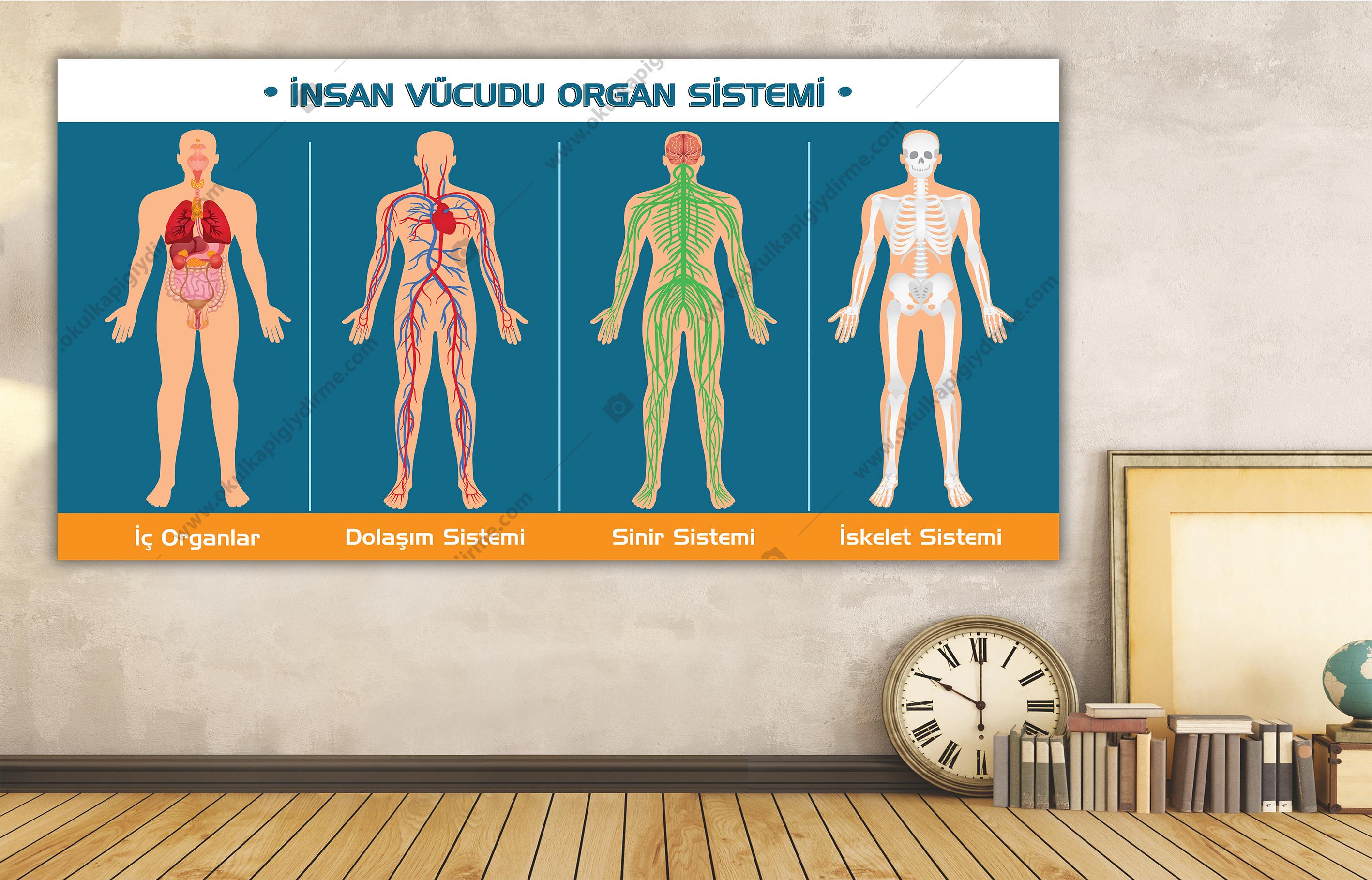 İnsan Vücudu Organ Sistemi DG BİY 24