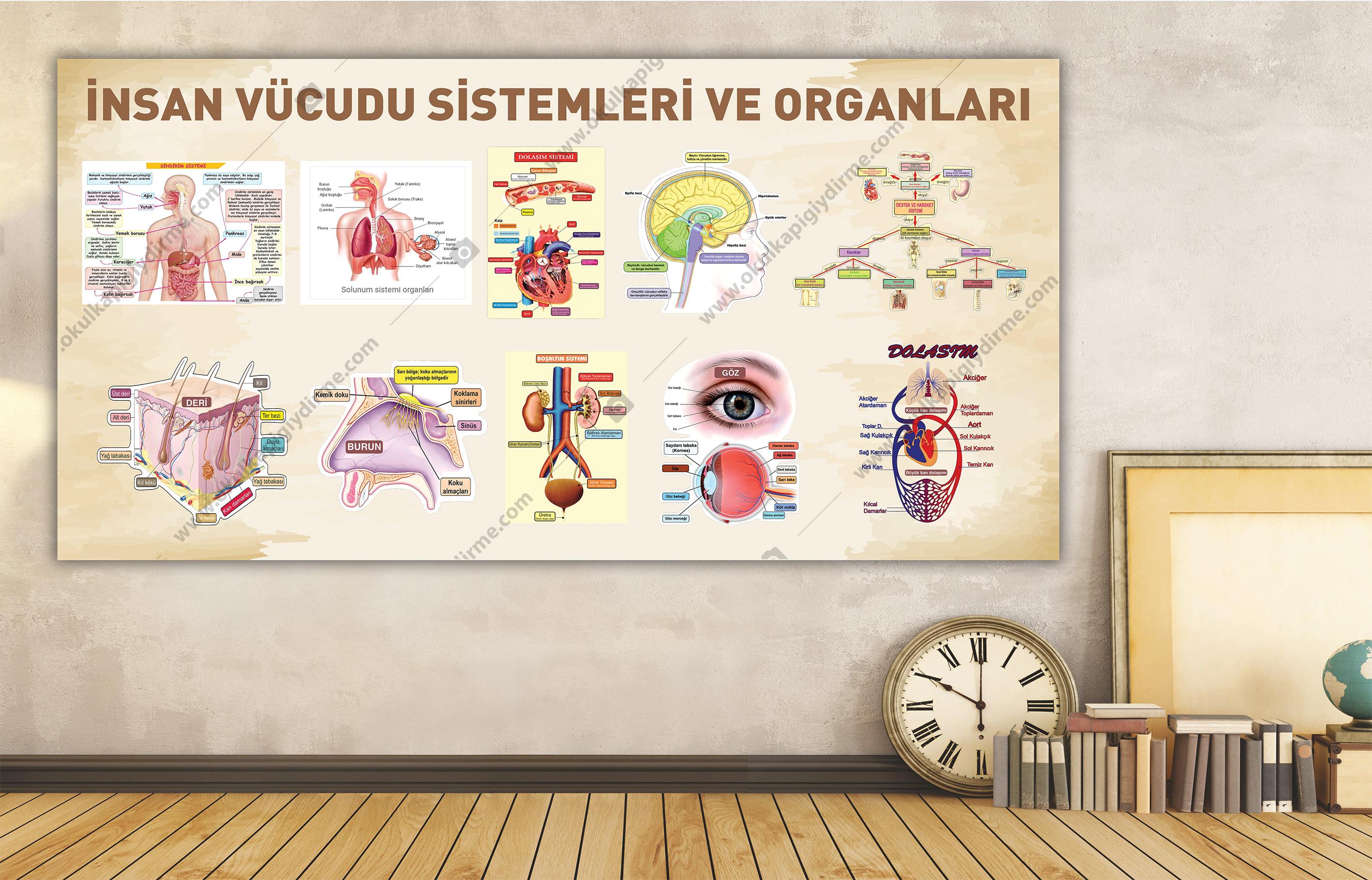 İnsan Vücudu Sistemleri ve Organları DG BİY 25