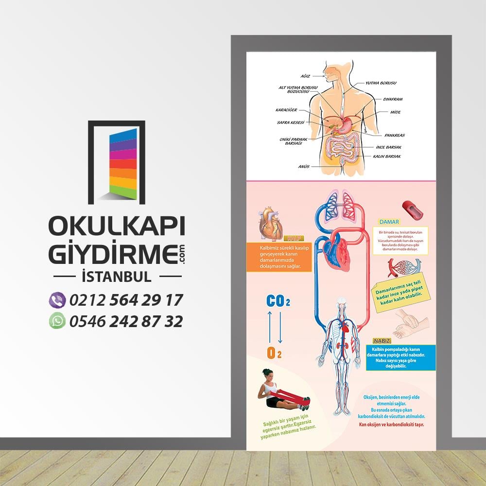 Kapı Giydirme Biyoloji Sınıfı KG BİY 07