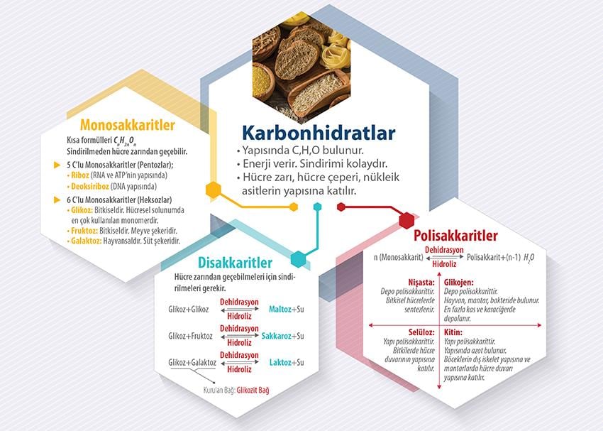 Karbonhidratlar P BİY 61
