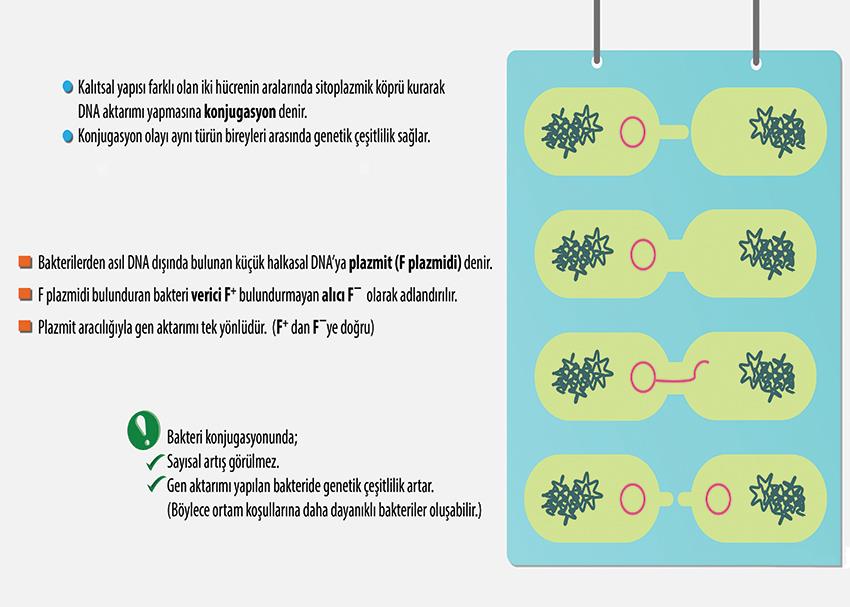 Konjugasyon P BİY 11