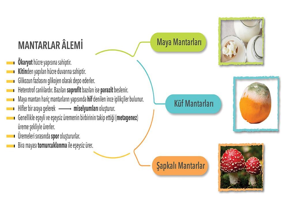 Mantarlar Âlemi P BİY 28