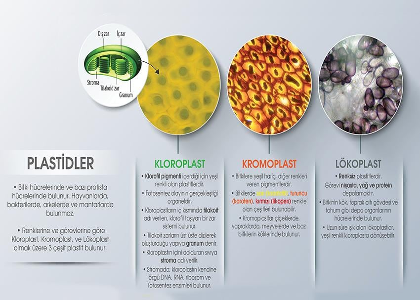 Plastidler P BİY 37