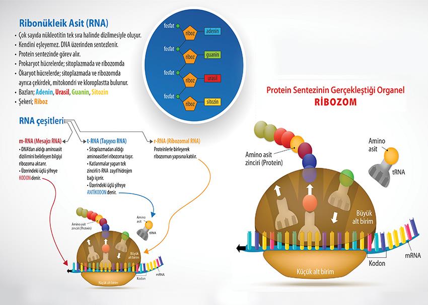 Ribonükleik Asit (RNA) P BİY 57