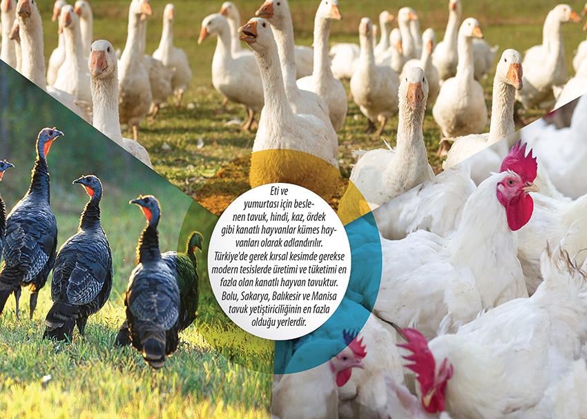 Türkiye' de Kümes Hayvancılığı P COG 11