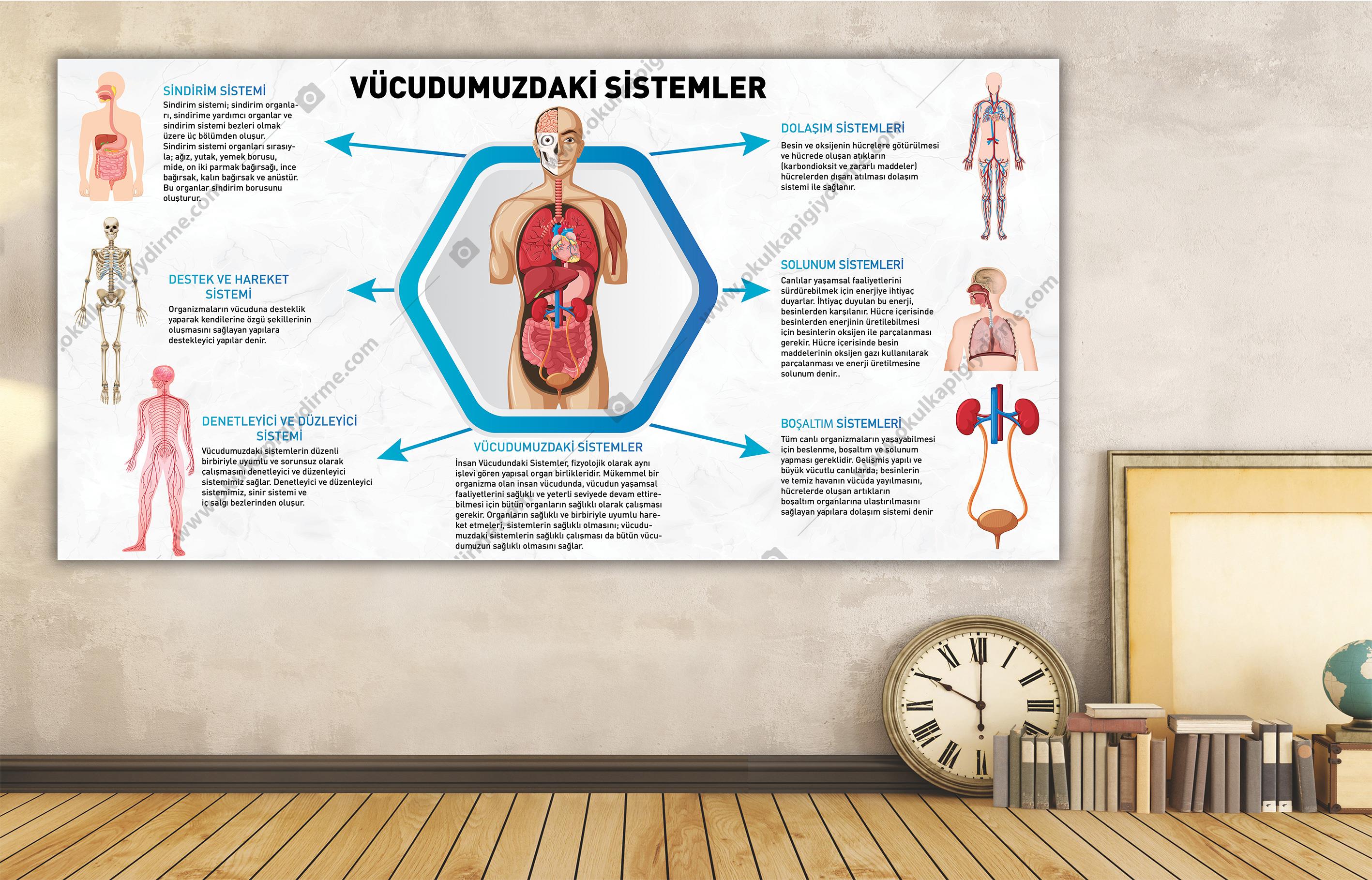Vücüdumuzdaki Sistemler DG BİY 27