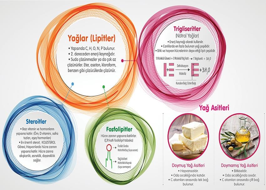 Yağlar (Lipitler) P BİY 60