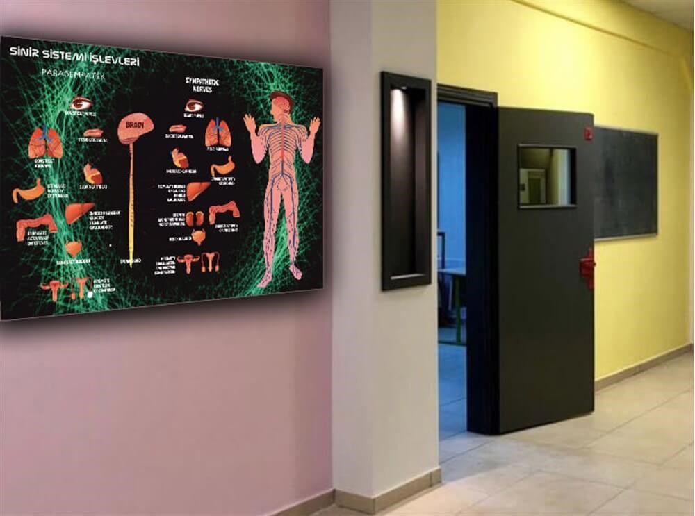 Sinir Sistemi ve İşlevleri Poster Fen Bilimleri Sokağı
