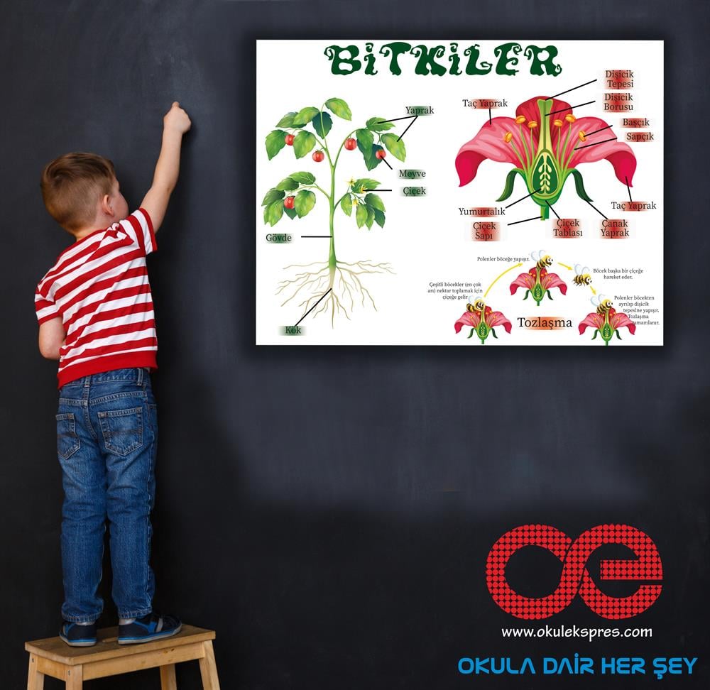 Bitkiler Afiş Poster
