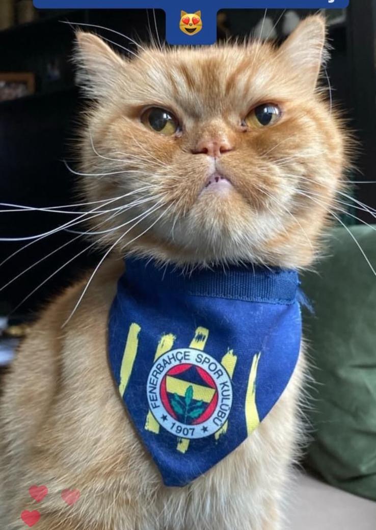 Fenerbahçe Fan! Köpek Bandanası Lacivert S (Fenerbahçe Lisanslı)
