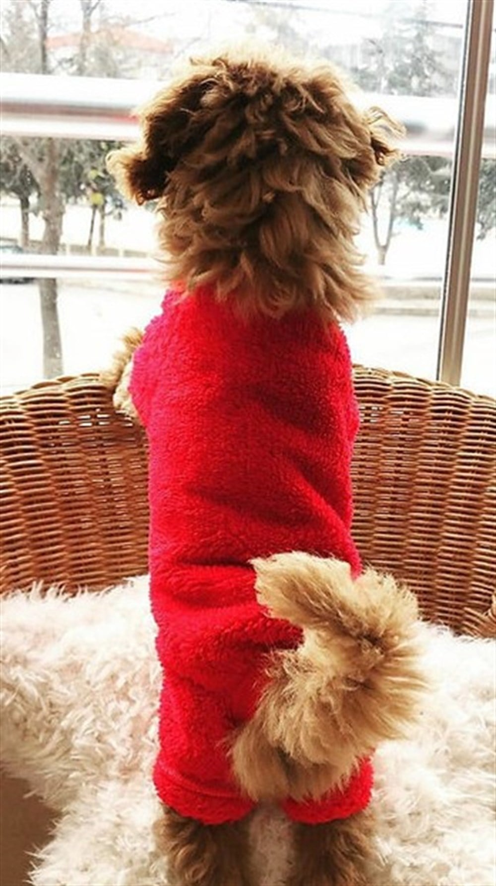 Miniş Ponçik Kırmızı Küçük-Orta Irk Köpek Tulumu