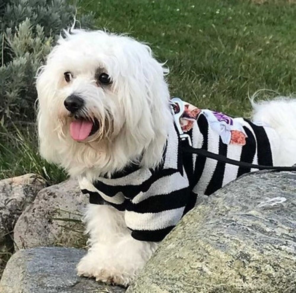 Miniş Siyah Teddy Küçük Köpek Triko Kazağı