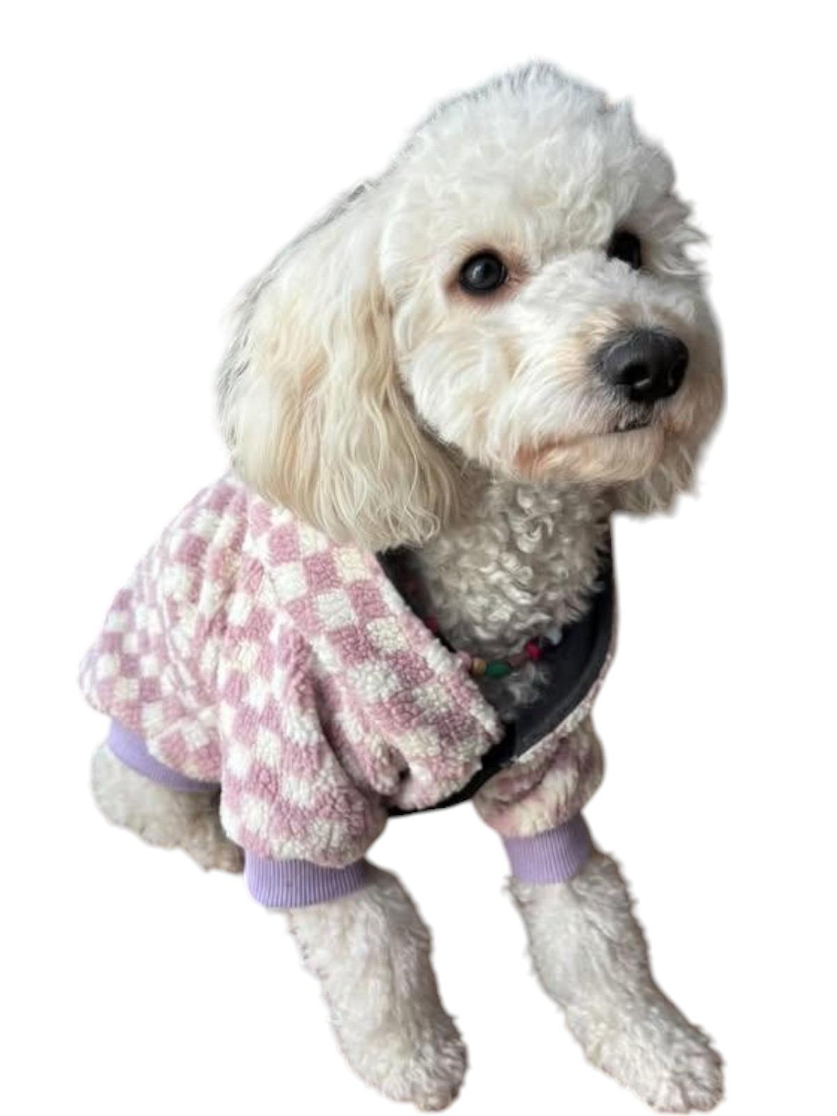 Alphadog Dama Küçük Irk Köpek Pofuduk Kaban