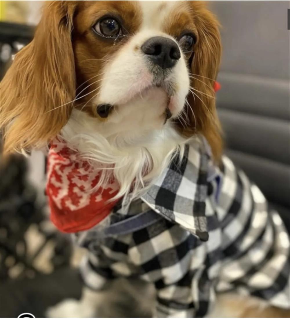 Siyah Beyaz Oduncu Küçük-Orta Irk Köpek Gömleği (2,5 kg-13 kg arasına uygun bedenlerde)