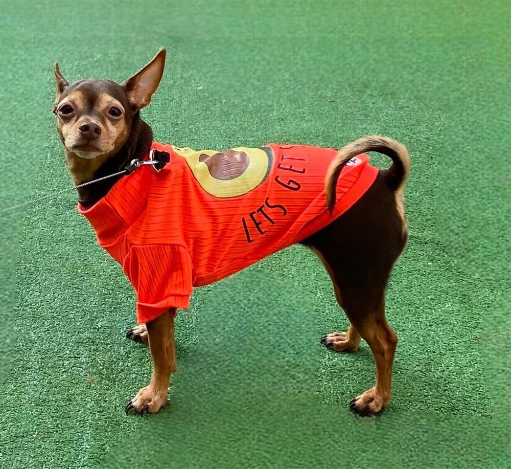 Avocado Neon Turuncu Esnek Küçük Irk Köpek T-shirtü (1 kg-12 kg arasına uygun bedenlerde)